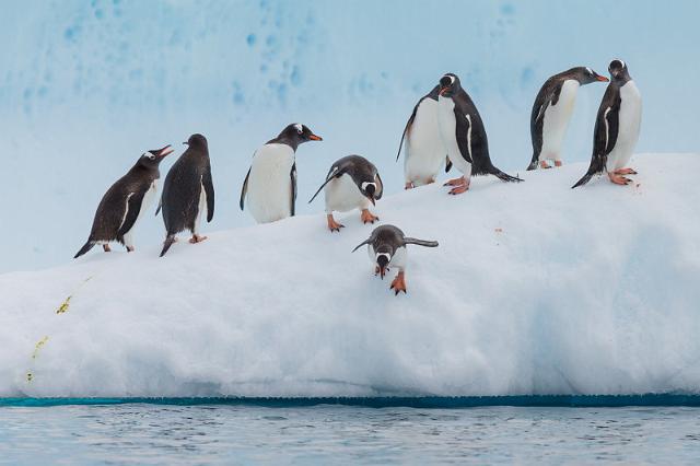 135 Antarctica, Danco Island, ezelspinguins.jpg